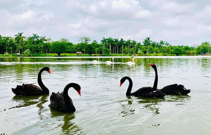 Công viên hồ thiên nga Westbay Ecopark